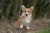 CORGI PEMBROKE 1418